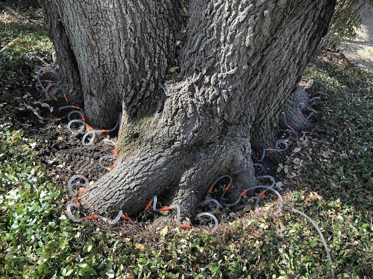 Detailed Tree Cabling and Bracing job site in Lengby